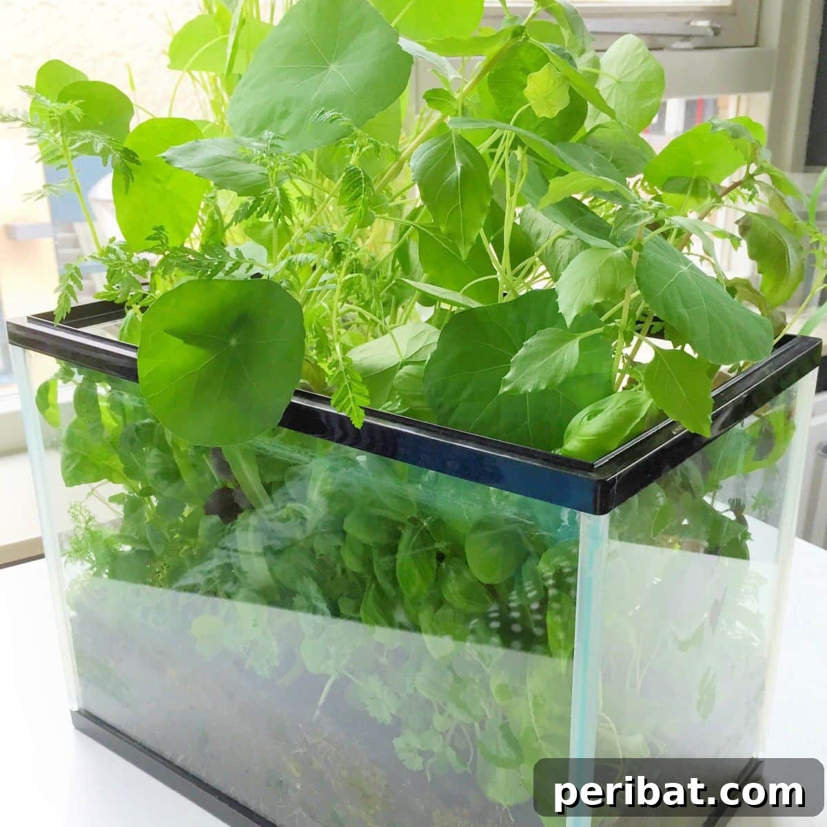 Turn an Old Fish Tank Into an Indoor Herb Garden