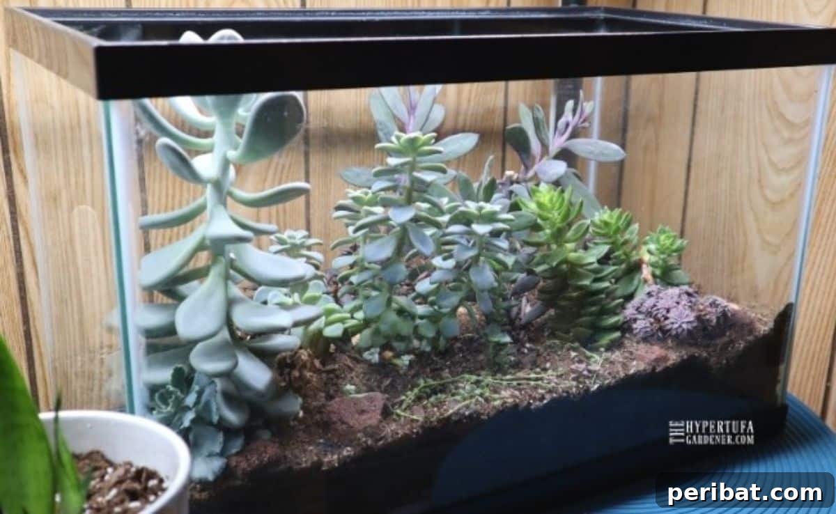 This Old Aquarium Is Now a Big Terrarium!