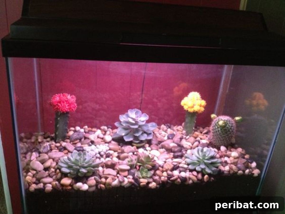 Indoor Rock Garden