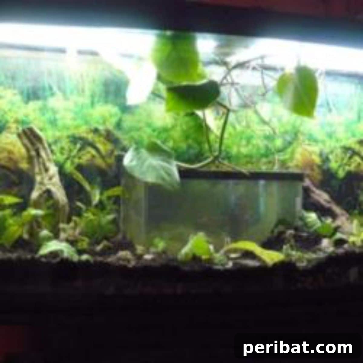 How To Turn an Aquarium Into a Terrarium