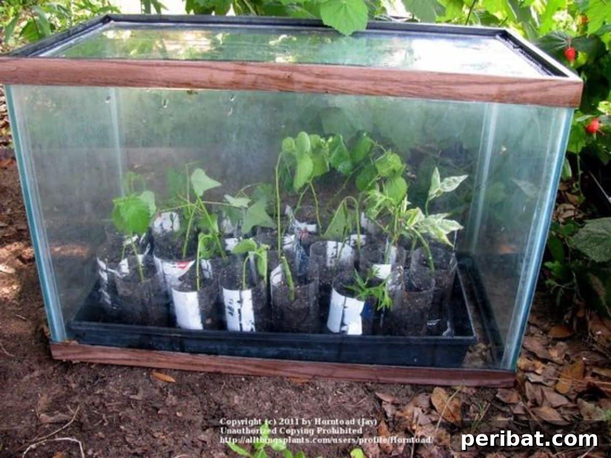 Little Greenhouse on the Porch