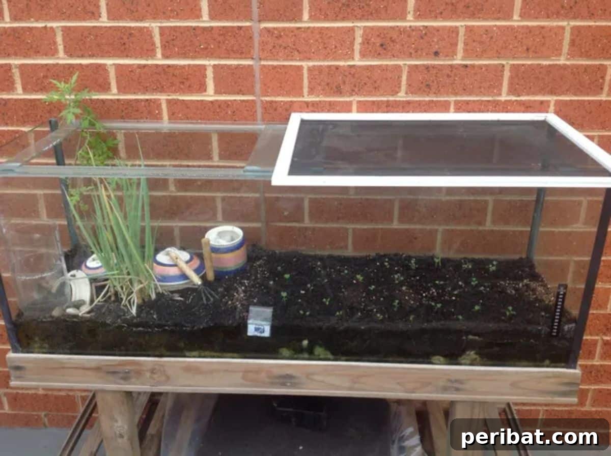 Upcycle an Old Fish Tank Into an Outdoor Terrarium