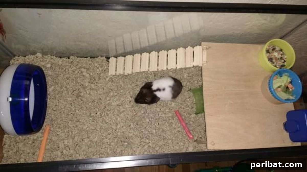 Large Hamster Cage