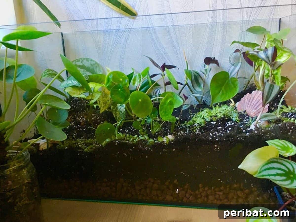 Turn Your Old Fish Tank in a Stunning Garden in 5 Easy Steps