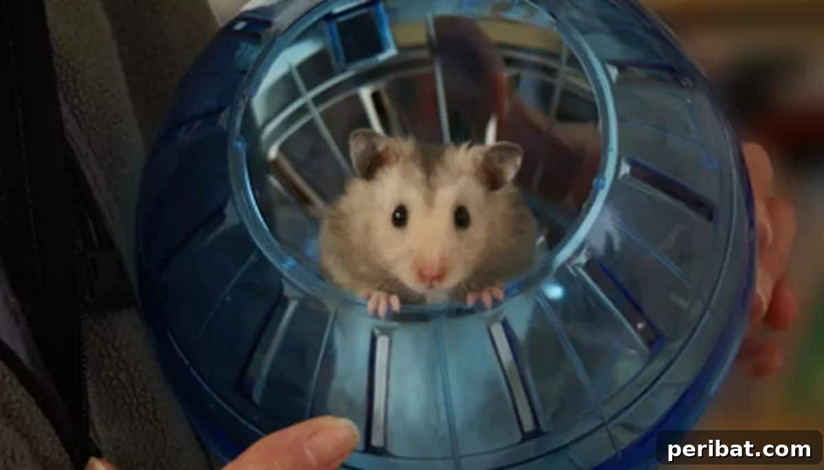 Hamster in a house.