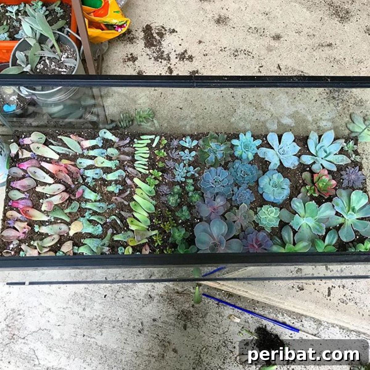 Fish Tank Terrarium to Indoor Mini Garden