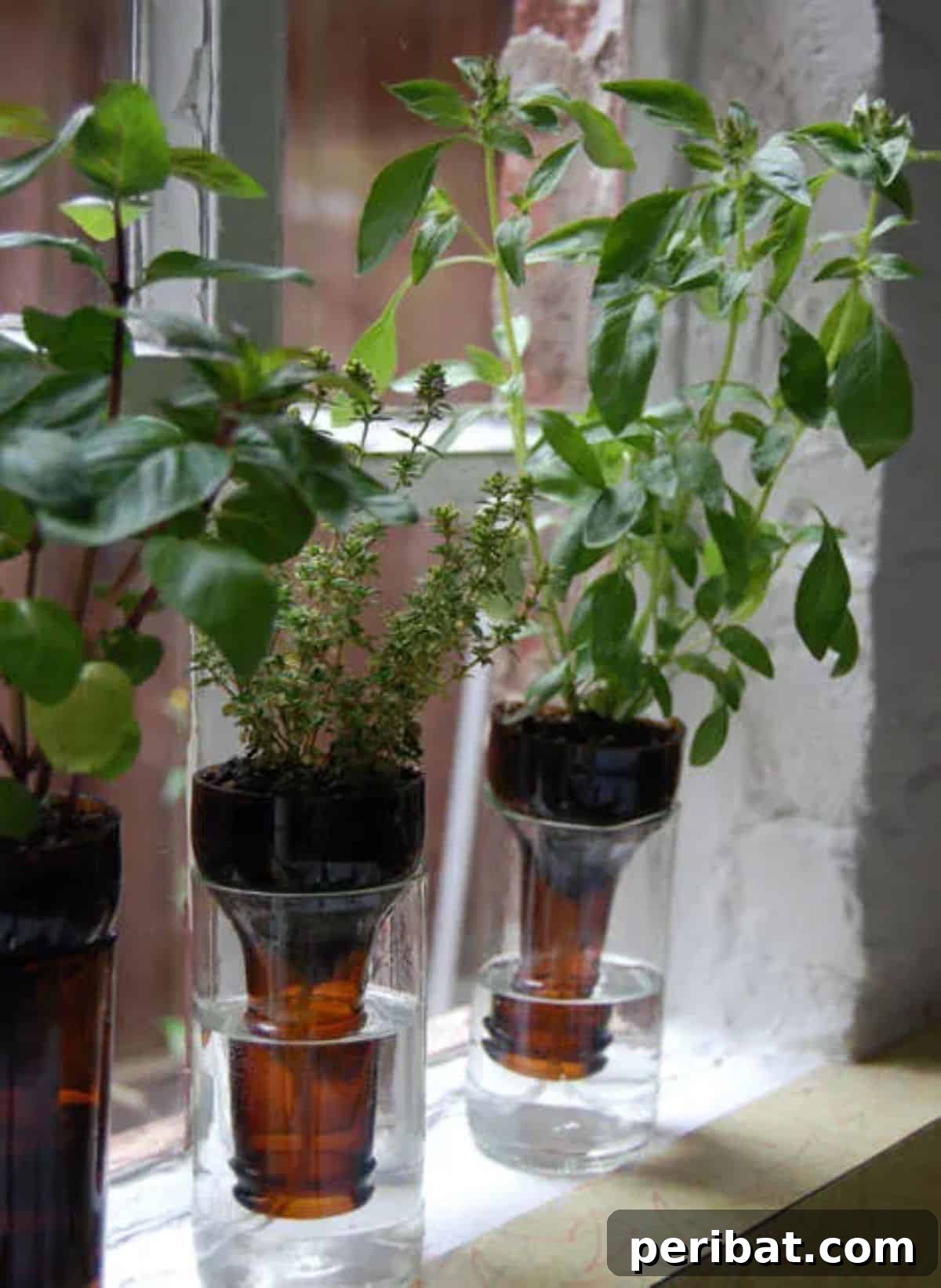 Self-Watering Wine Bottle Herb Garden