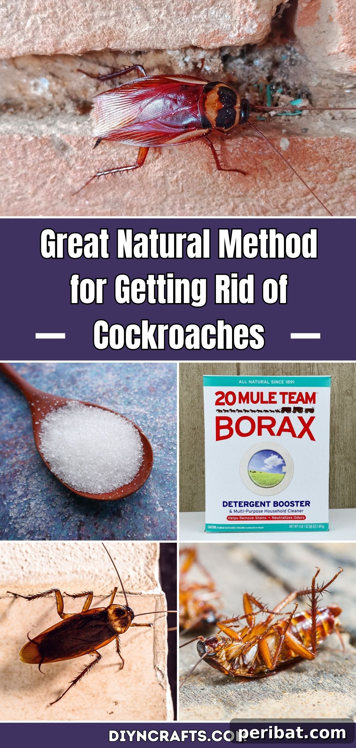 Great Natural Method for Getting Rid of Cockroaches pinterest image