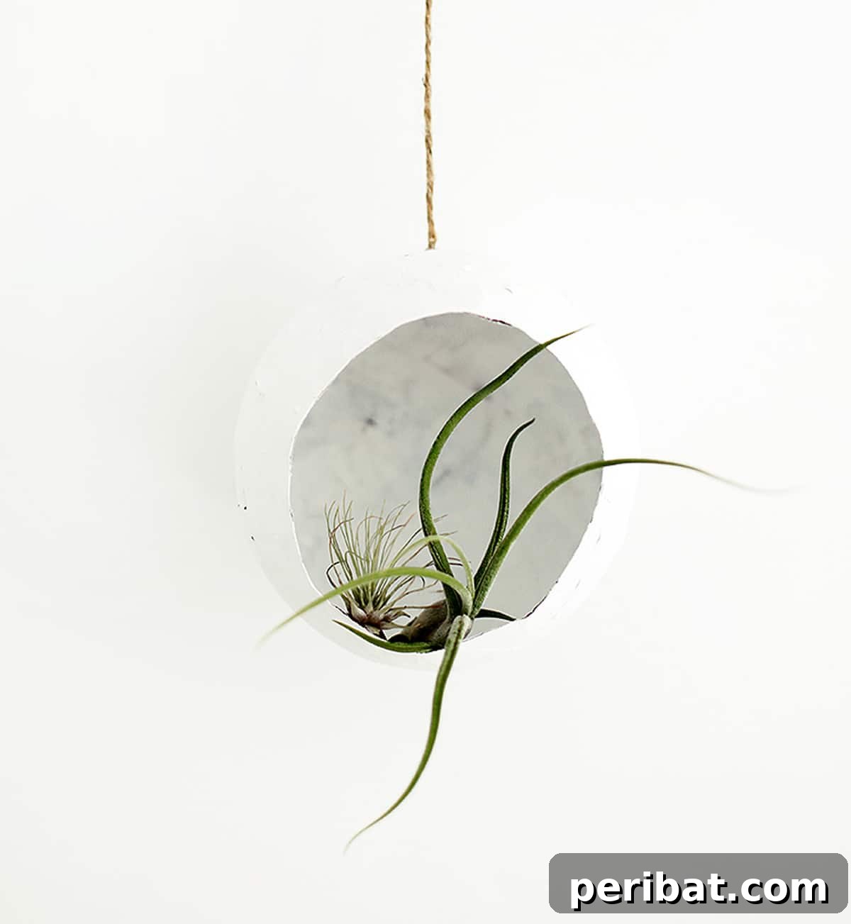 Unique handcrafted paper mache air plant pod showcasing a vibrant air plant