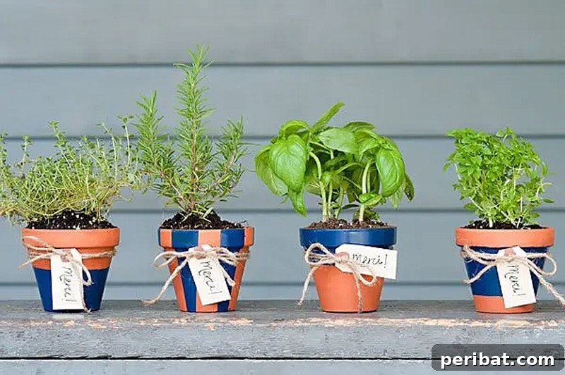 Four small pots of vibrant herbs, perfect as DIY potted herb favors for parties or housewarming gifts.
