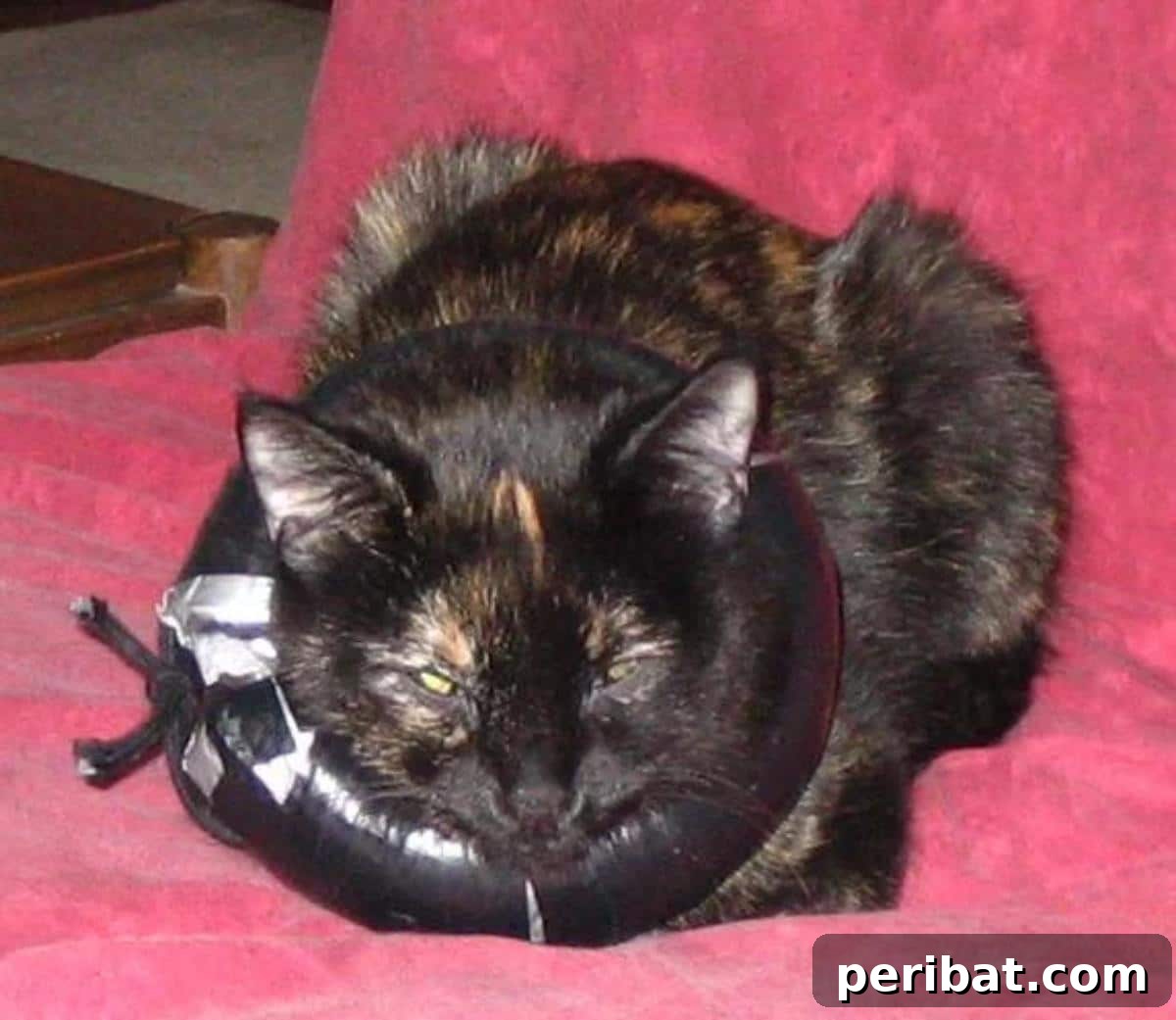 DIY Alternative to the Elizabethan Collar, designed for comfort during recovery.