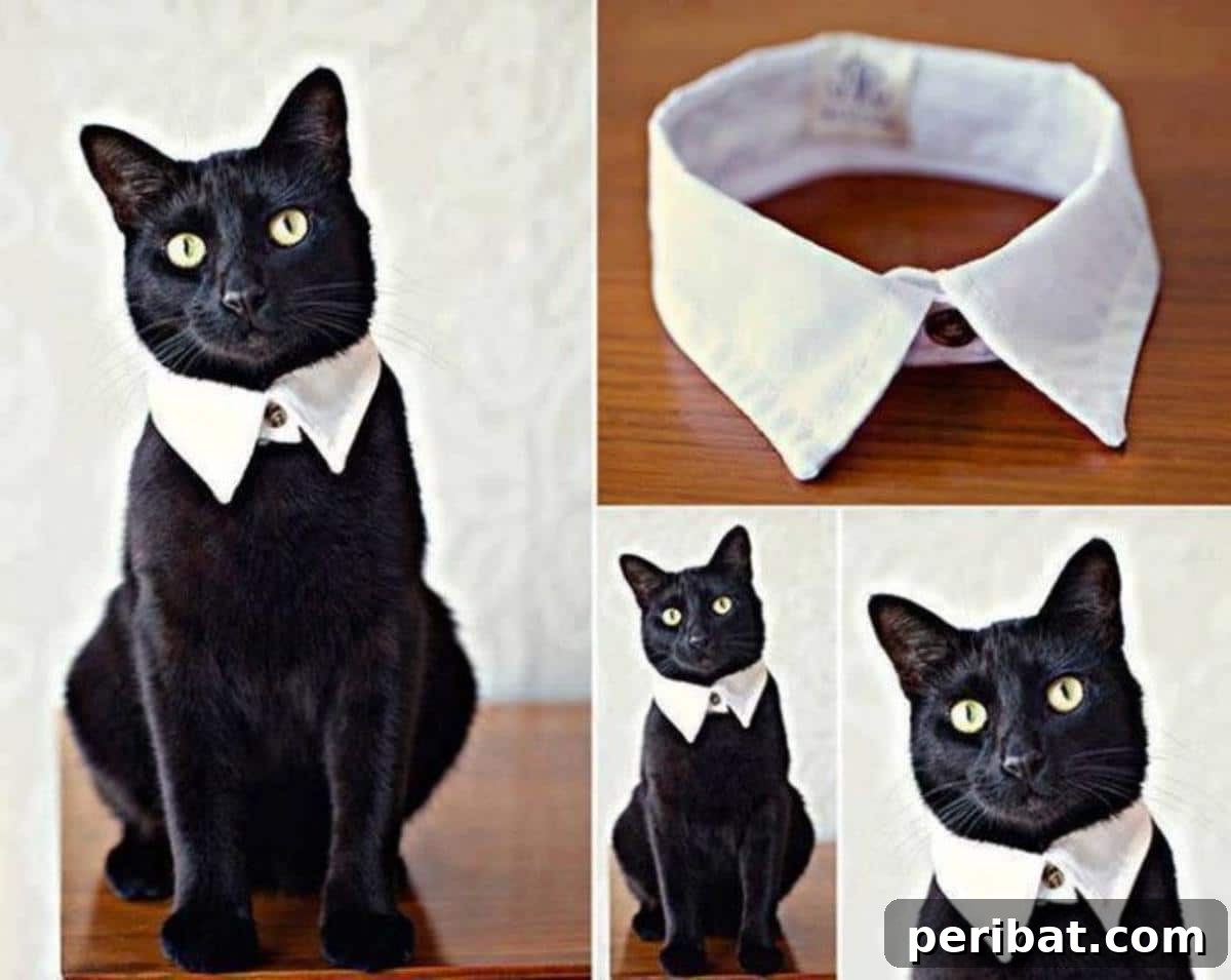 DIY Easy and Classy Cat Collar from an old shirt, a no-sew project.