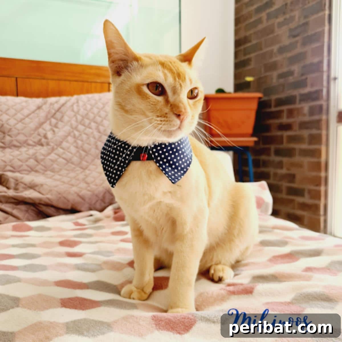 DIY Cat Collar with a free pattern and video tutorial.