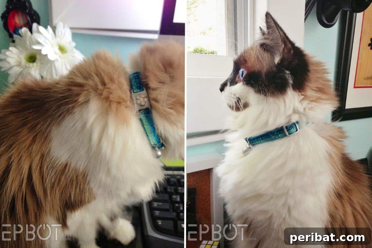 DIY Custom Cat Collar, showing an old collar decorated with ribbon and sparkle.