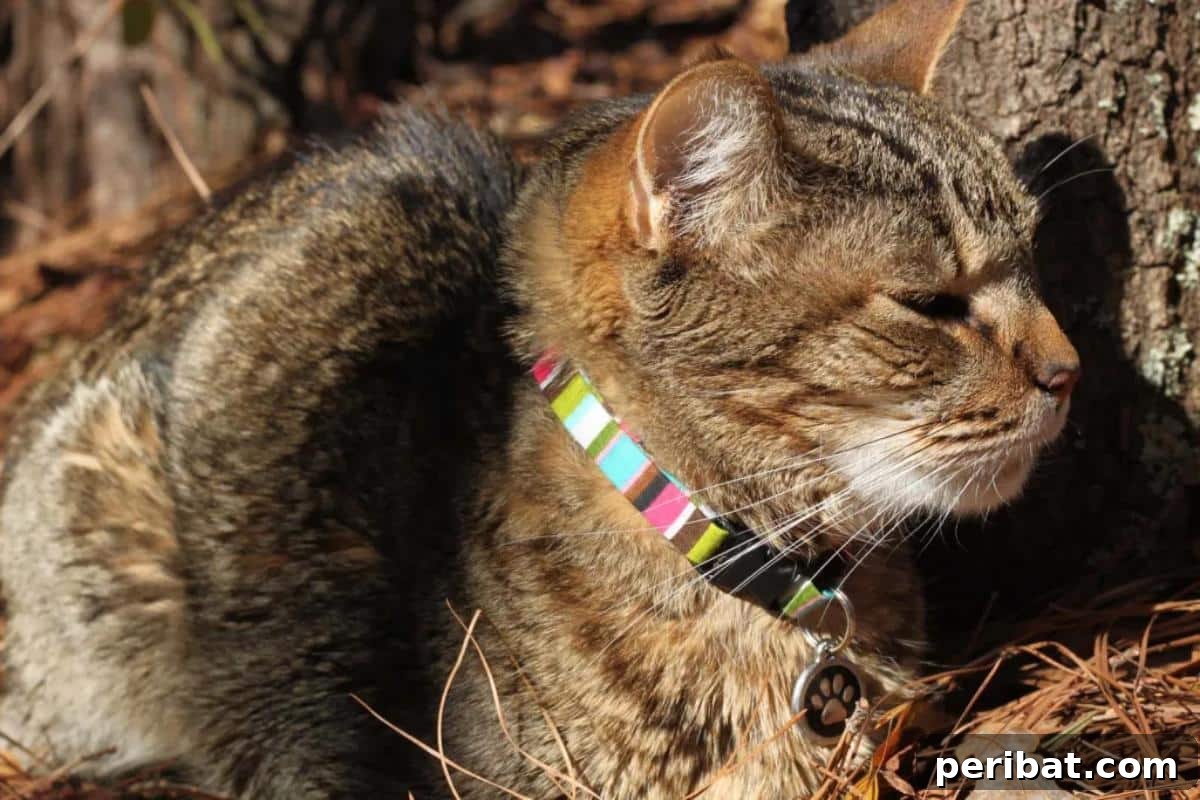 DIY Cat Collar by Made on Maid Stone, showcasing a chic fabric design.