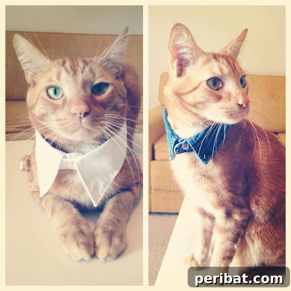 DIY Fancy Cat Collar made from an upcycled child's shirt.