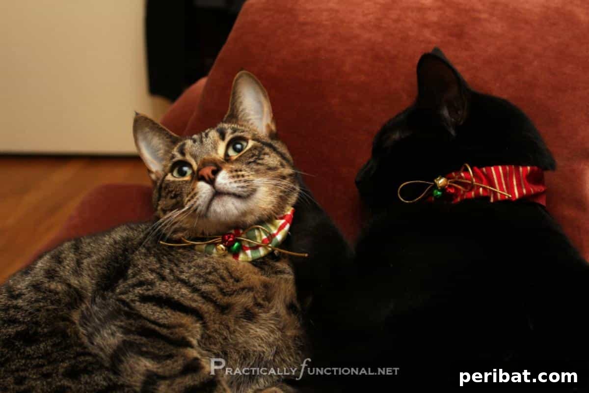 DIY Christmas Cat Collars with festive fabrics and embellishments.