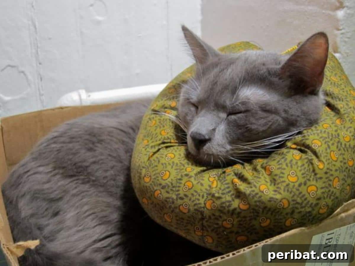 DIY E-Collar Alternative for cats who dislike traditional Elizabethan collars.