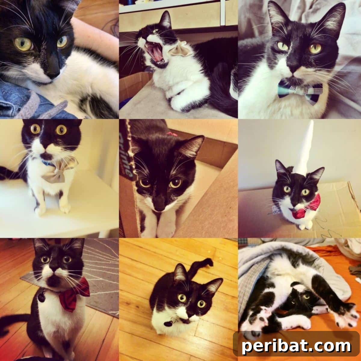 DIY Cat Bow Tie, making a cat look dapper and stylish.