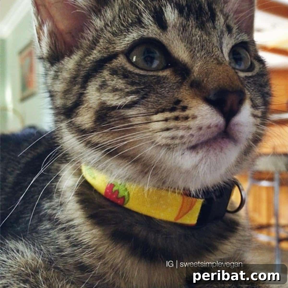 Cheap & Easy DIY Cat Collar, a simple and attractive option.