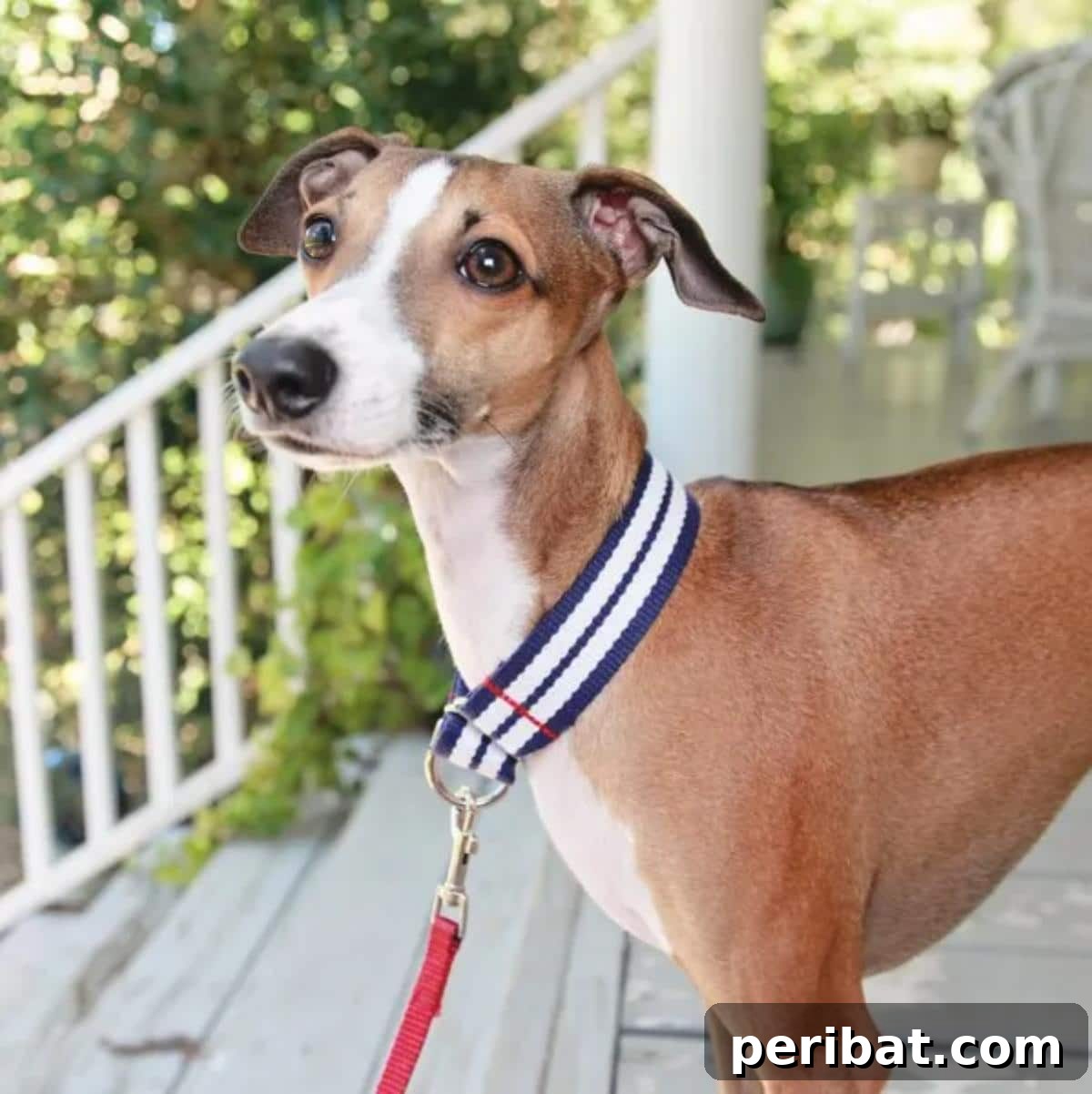 34 Creative Canine Collar Projects 12 DIY Martingale Collar