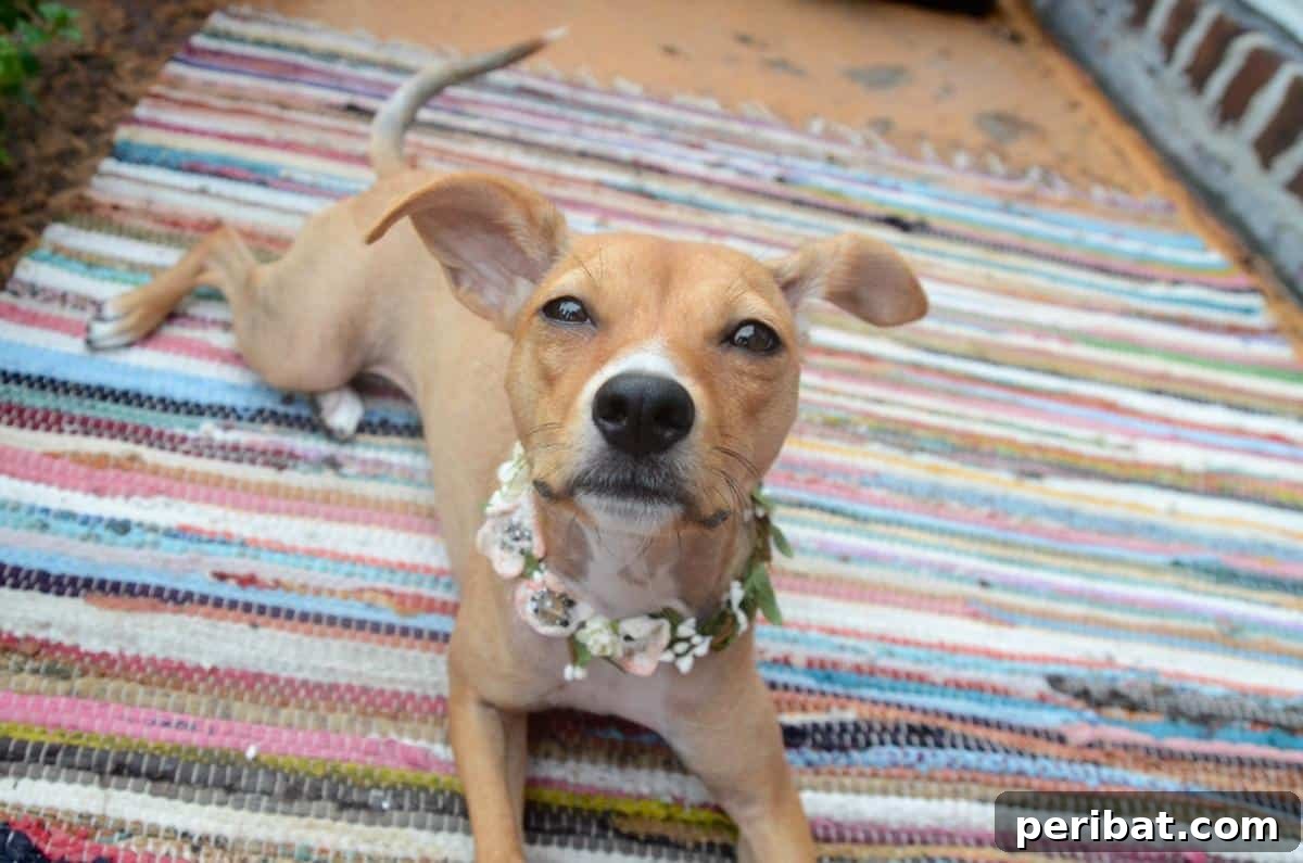 34 Creative Canine Collar Projects 13 DIY Flower Dog Collar for a Wedding