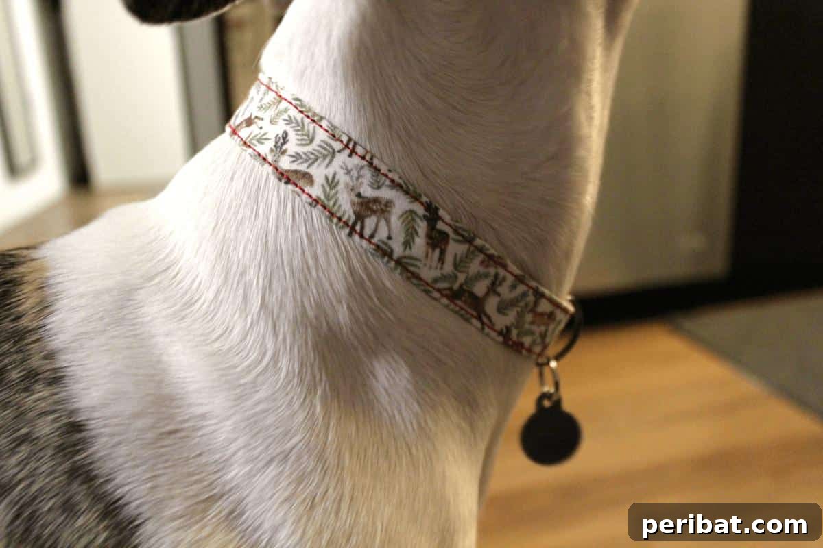 34 Creative Canine Collar Projects 15 DIY Dog Collar