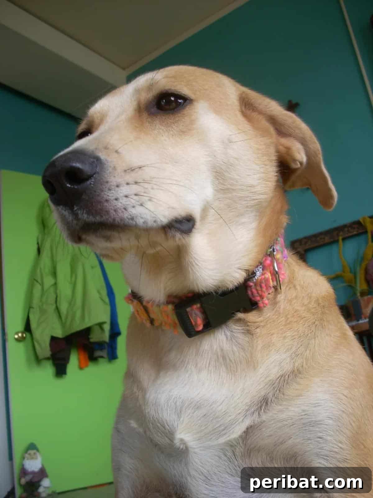 34 Creative Canine Collar Projects 18 Yarn Appliqued Dog Collar