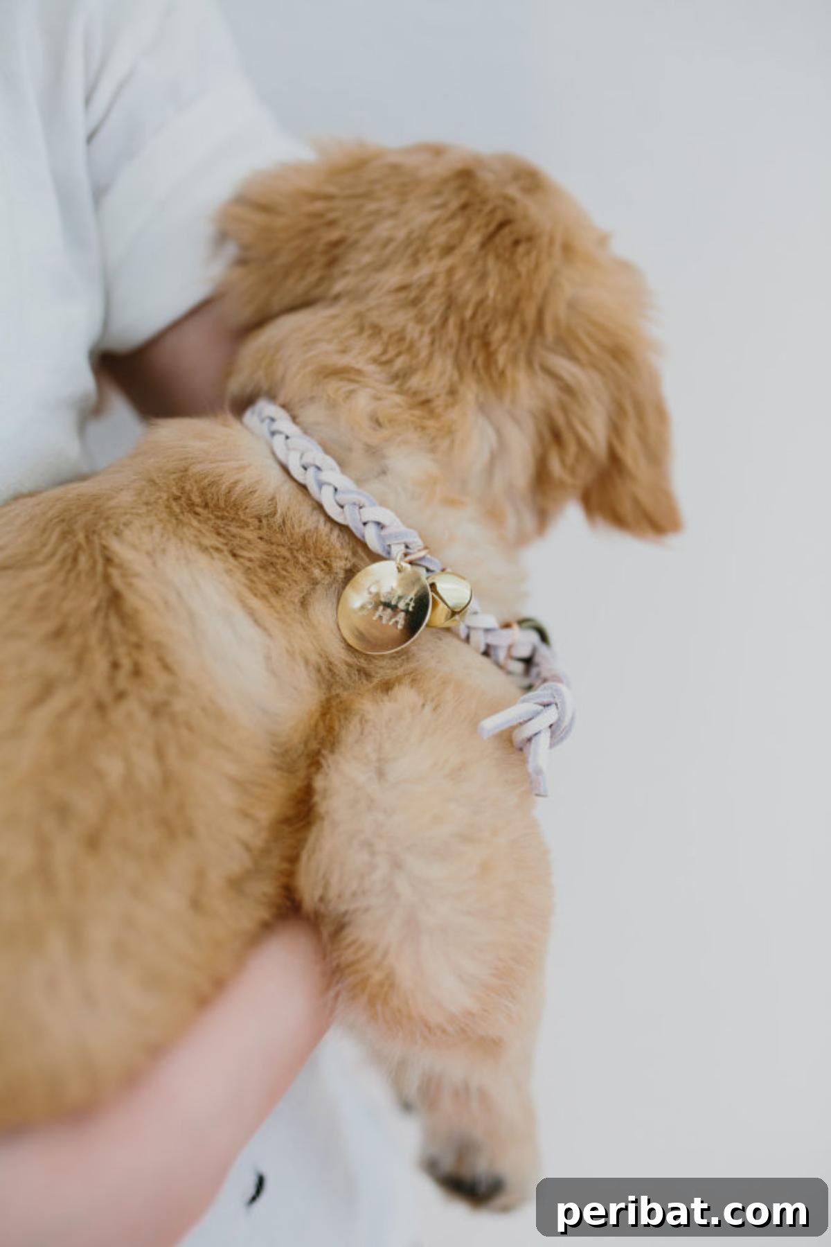 34 Creative Canine Collar Projects 19 DIY Braided Dog Collar