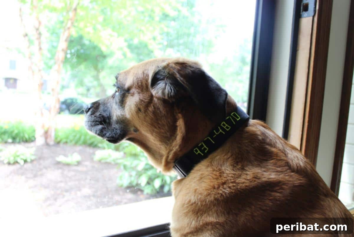 34 Creative Canine Collar Projects 21 DIY Embroidered Dog Collar
