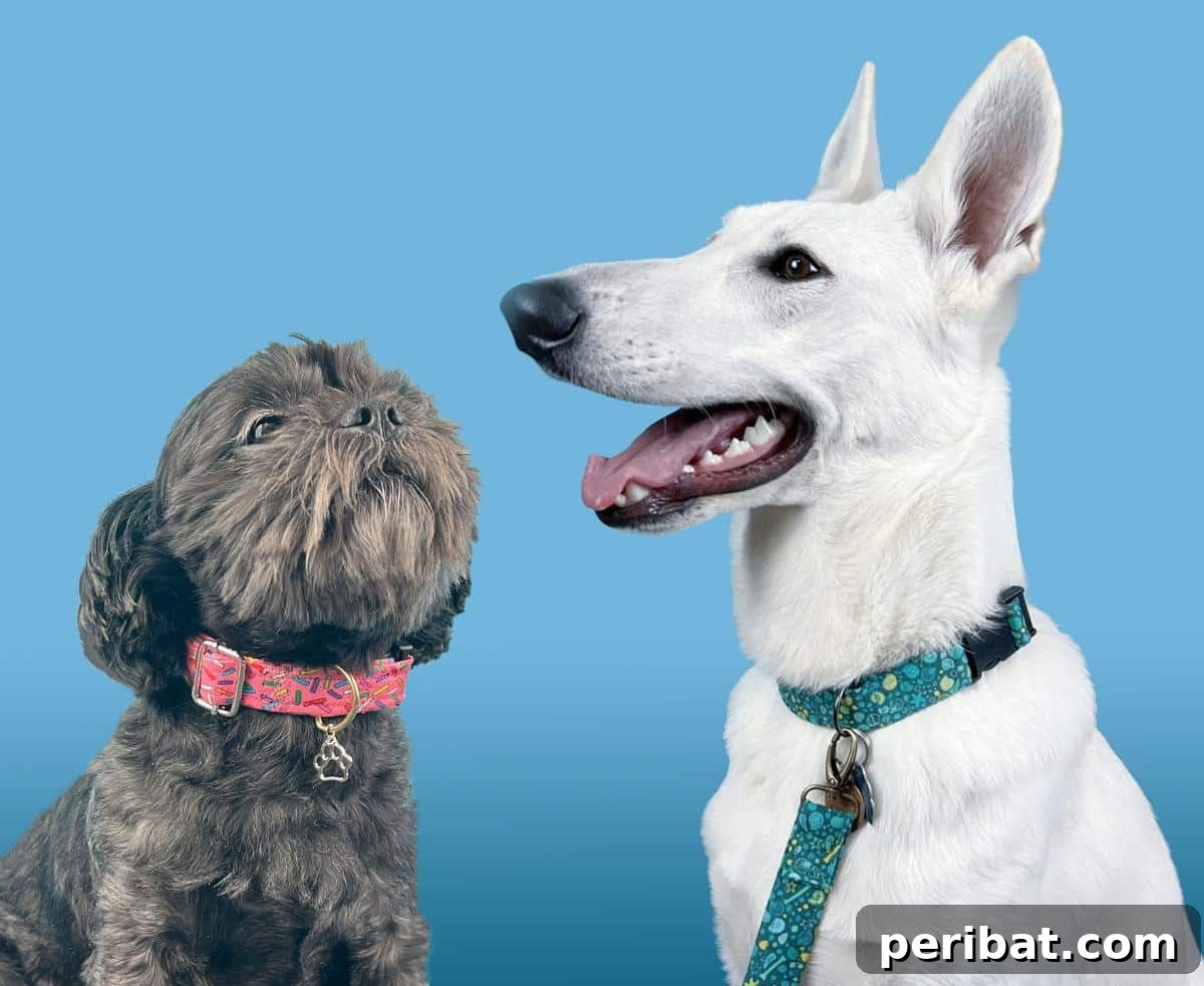 34 Creative Canine Collar Projects 22 DIY Dog Collar + Leash