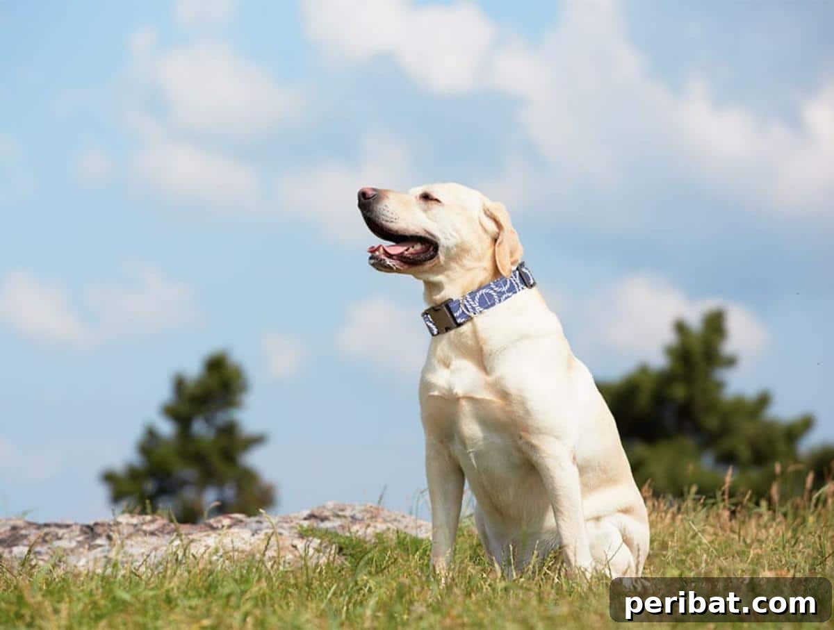 34 Creative Canine Collar Projects 24 DIY Sewn Dog Collar