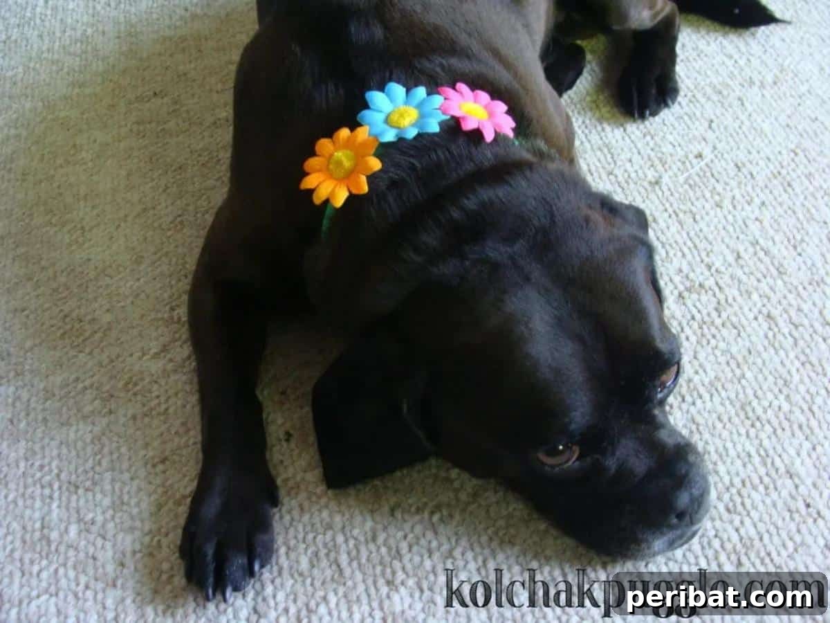 34 Creative Canine Collar Projects 26 Ridiculously Easy DIY Dog Collar