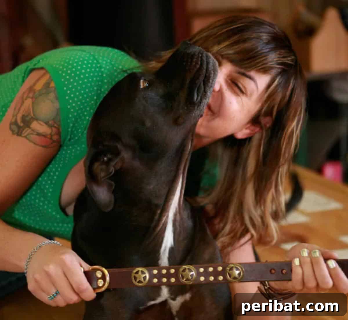 34 Creative Canine Collar Projects 29 DIY Leather Dog Collar