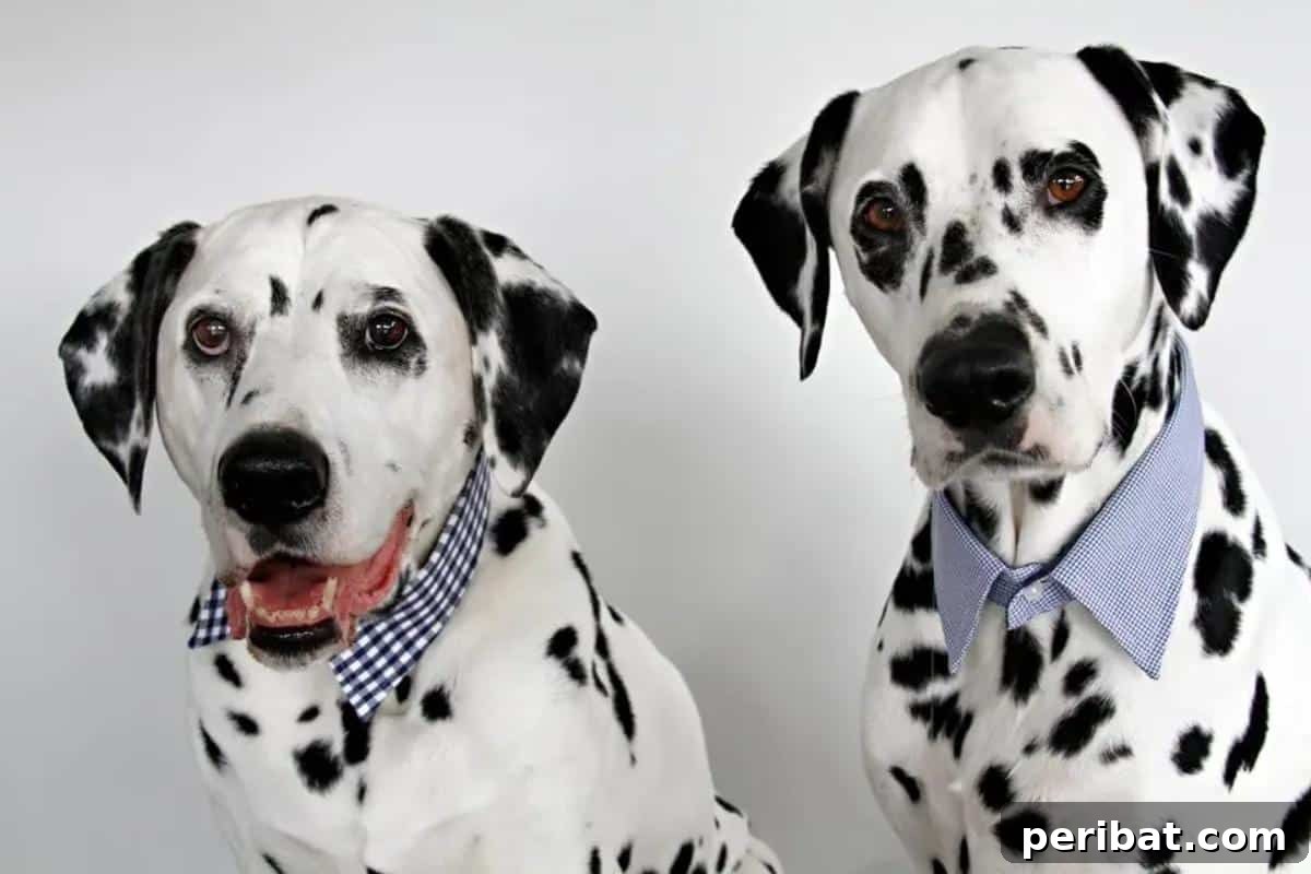 34 Creative Canine Collar Projects 30 DIY Dress Shirt Dog Collars