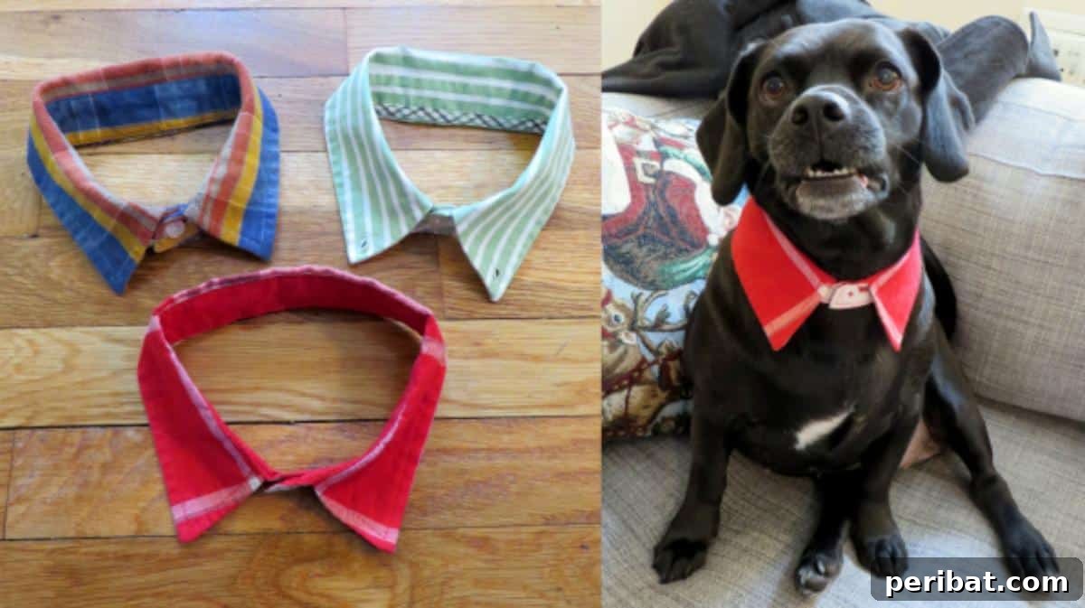 34 Creative Canine Collar Projects 7 DIY Doggie Dress Shirt Collars