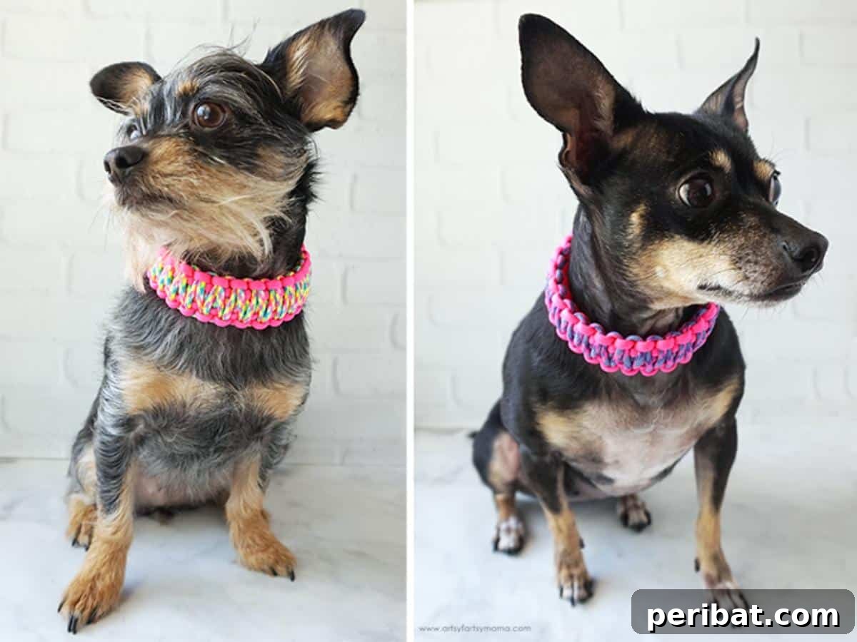 34 Creative Canine Collar Projects 8 Paracord Dog Collars