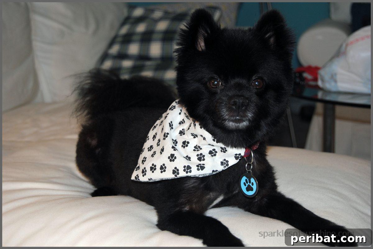 34 Creative Canine Collar Projects 9 DIY Reversible Slip Over the Collar Dog Bandana