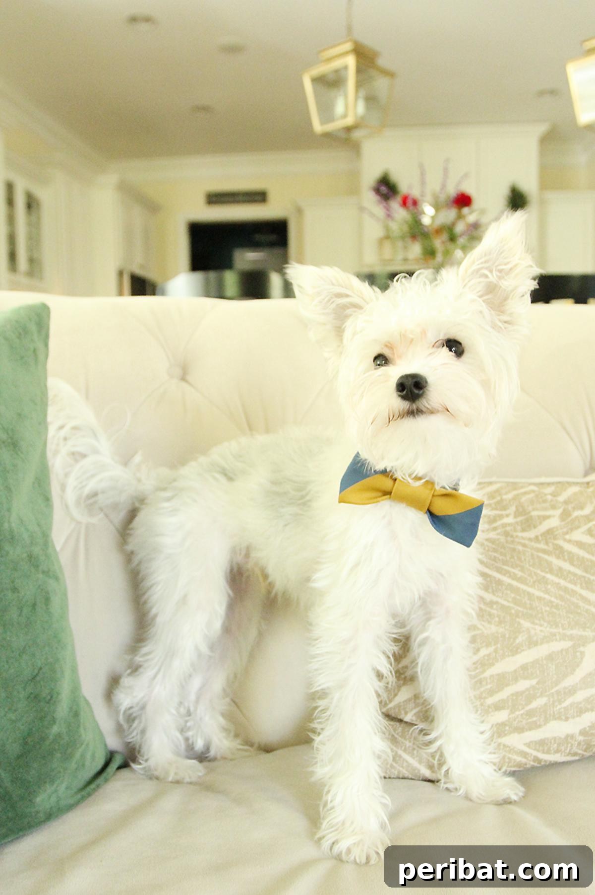 34 Creative Canine Collar Projects 10 DIY Vintage Bow Tie Dog Collar