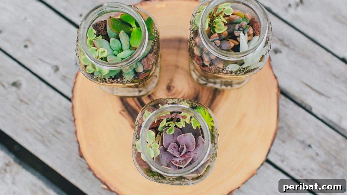 DIY succulent terrariums.