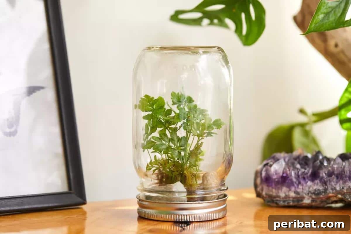 DIY Closed Terrarium In a Jar