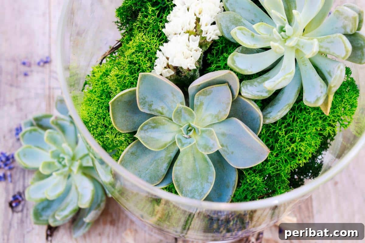 DIY succulent terrarium.