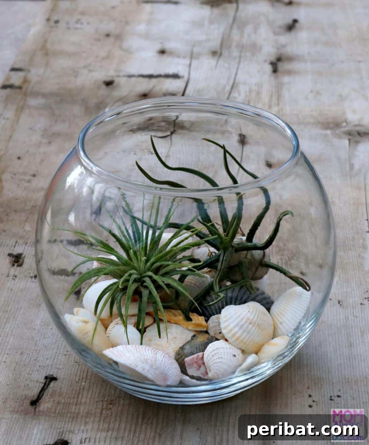 DIY Live Air Plant Terrarium