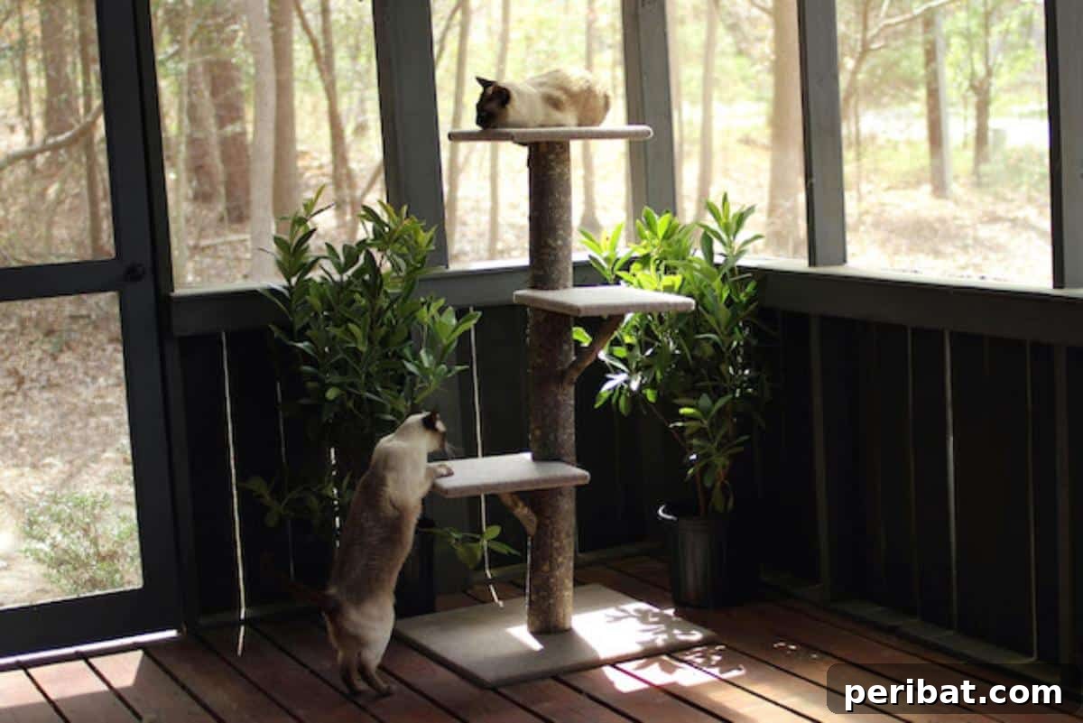Feline Fun Zones 20 Easy DIY Builds 15 DIY Cat Tree Using Real Tree Branches