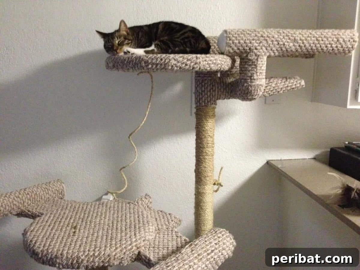 Feline Fun Zones 20 Easy DIY Builds 6 DIY Star Trek Cat Tree