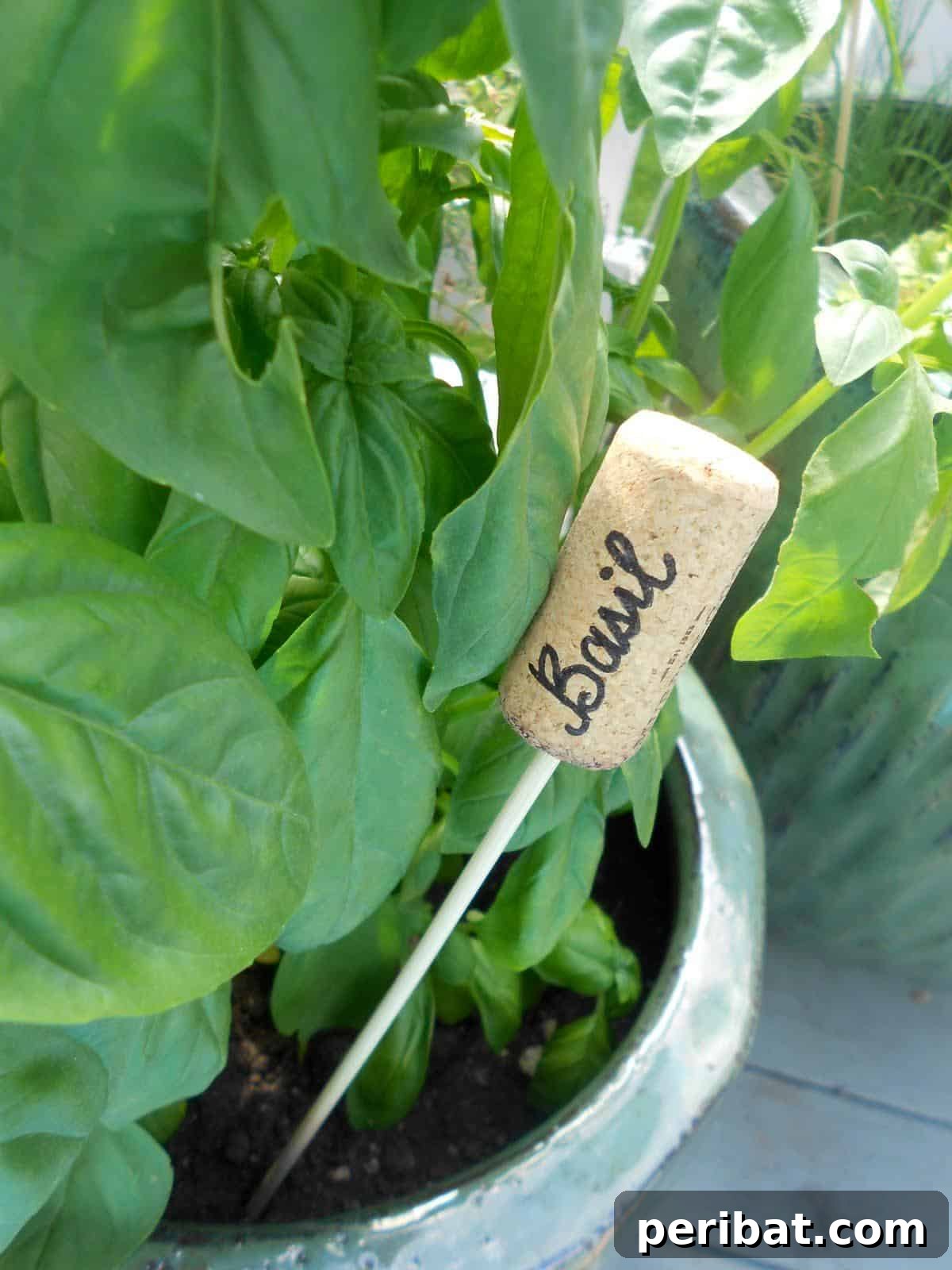 Uncork Your Creativity 50 Wine Cork DIY Projects 19 A DIY wine cork herb marker, showing a wine cork with the name of an herb written on it, suitable for a garden or potted plants.