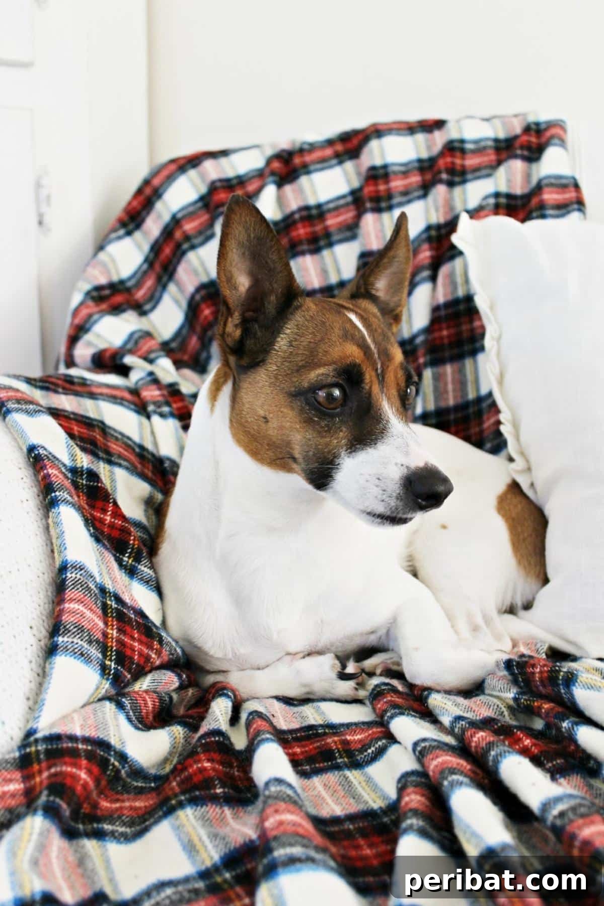 32 Cozy DIY Throw Blanket Ideas 8 Quick and Easy Cozy Flannel Blanket