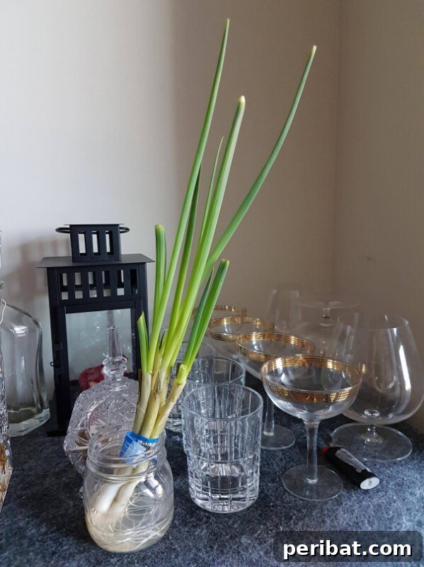 250 Smart Life Hacks to Simplify Your Life 35 How to re-grow green onions from scraps