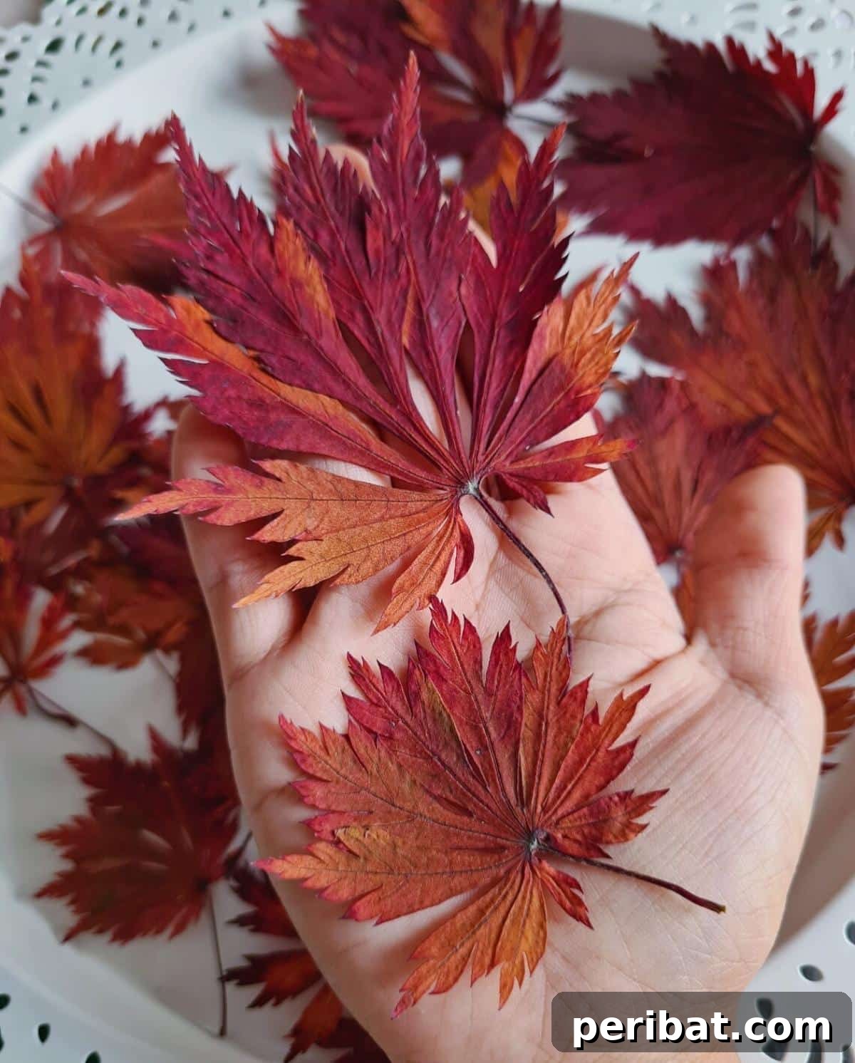 Nature's Masterpiece: 44 Creative DIY Leaf Art Projects 43 Dried Maple Leaves