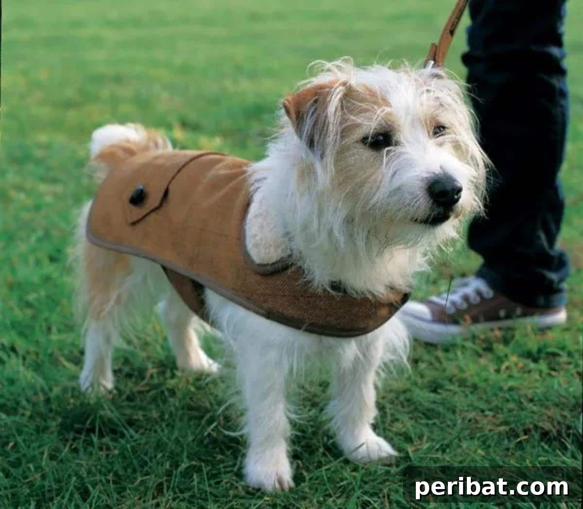 Country Gent Tweed Coat for Your Dog